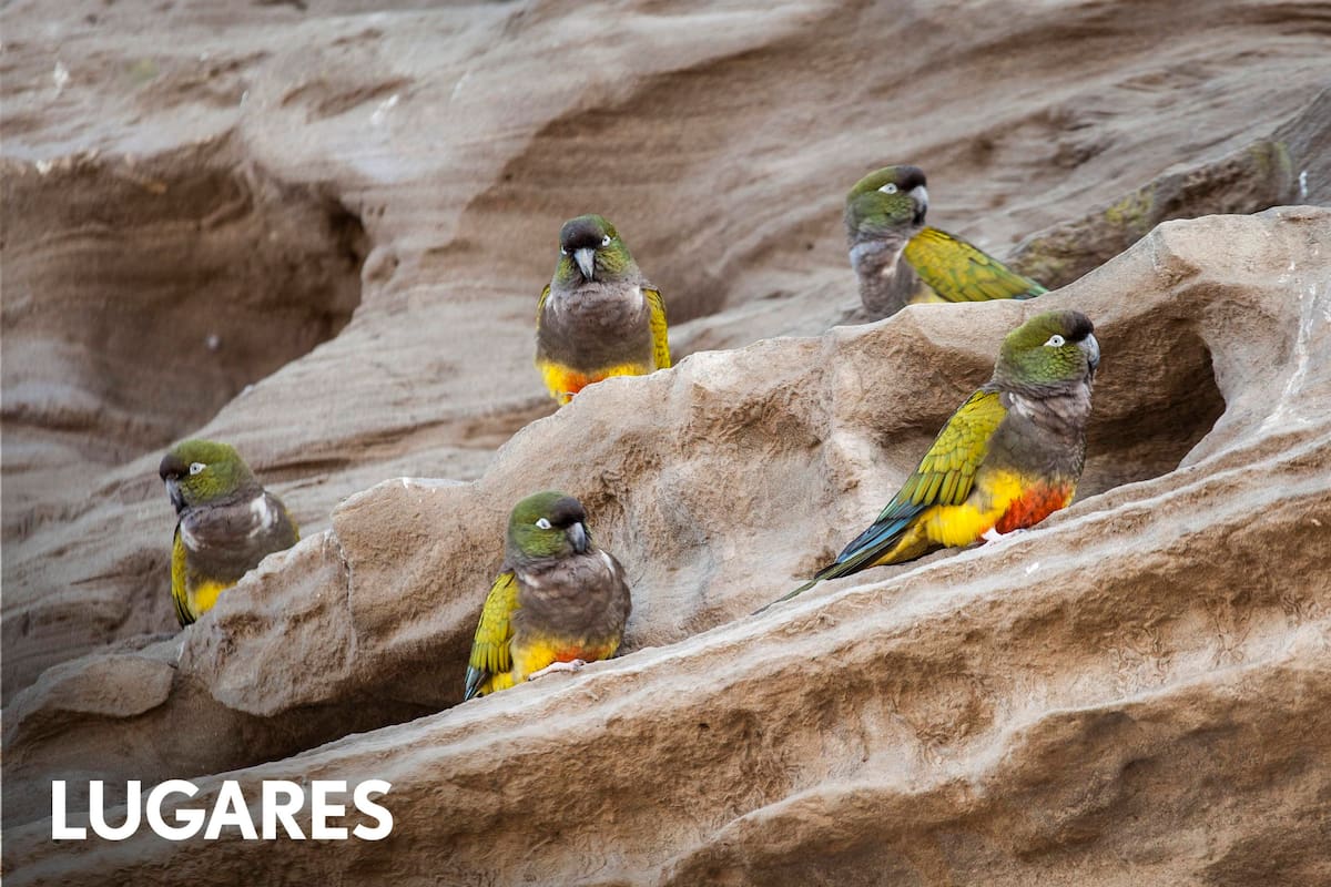 Los loros barranqueros se preocupan por limpiar y ordenar sus nidos.