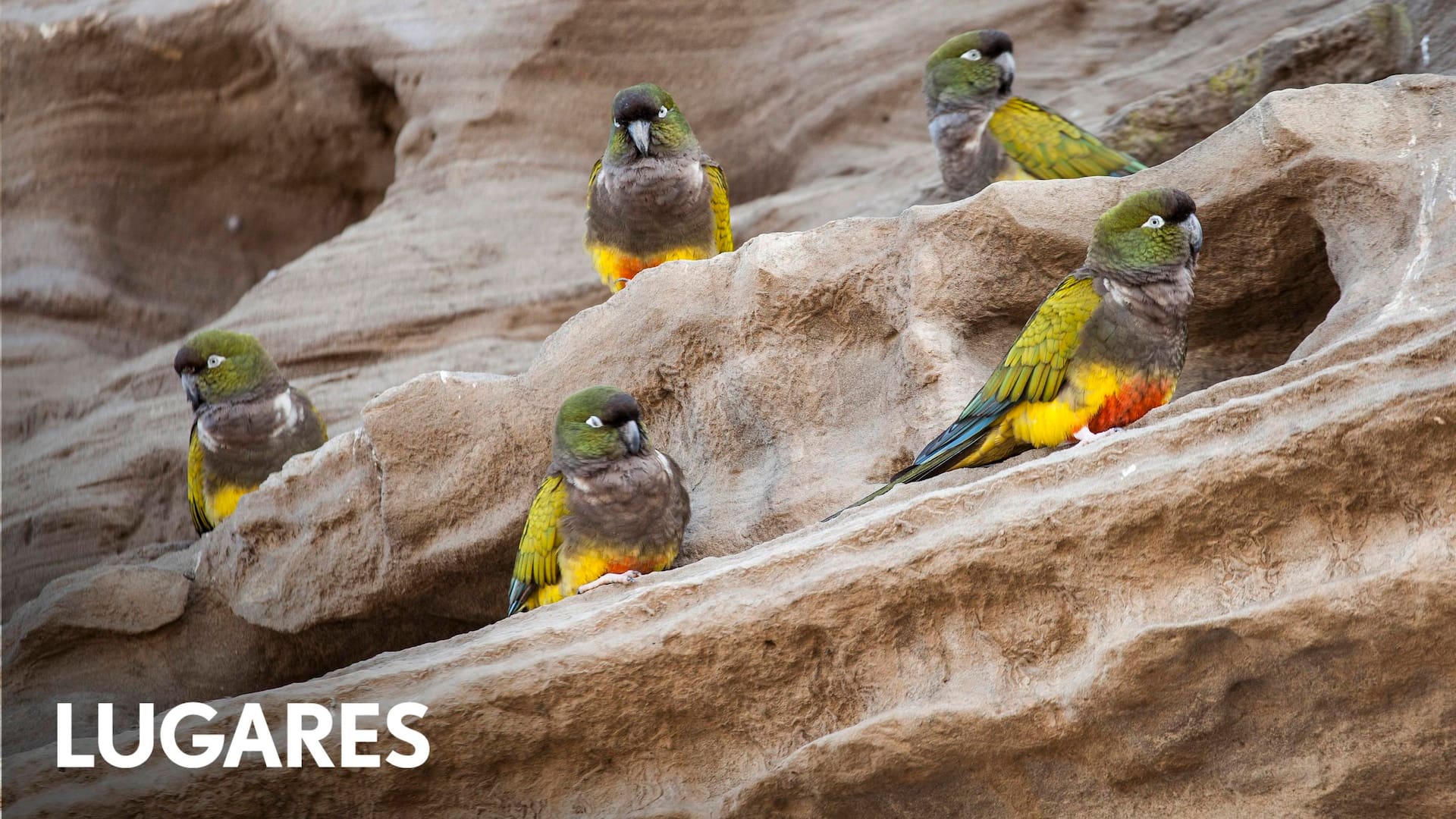 Los loros barranqueros se preocupan por limpiar y ordenar sus nidos.