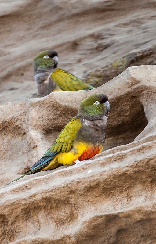 Los loros barranqueros se preocupan por limpiar y ordenar sus nidos.