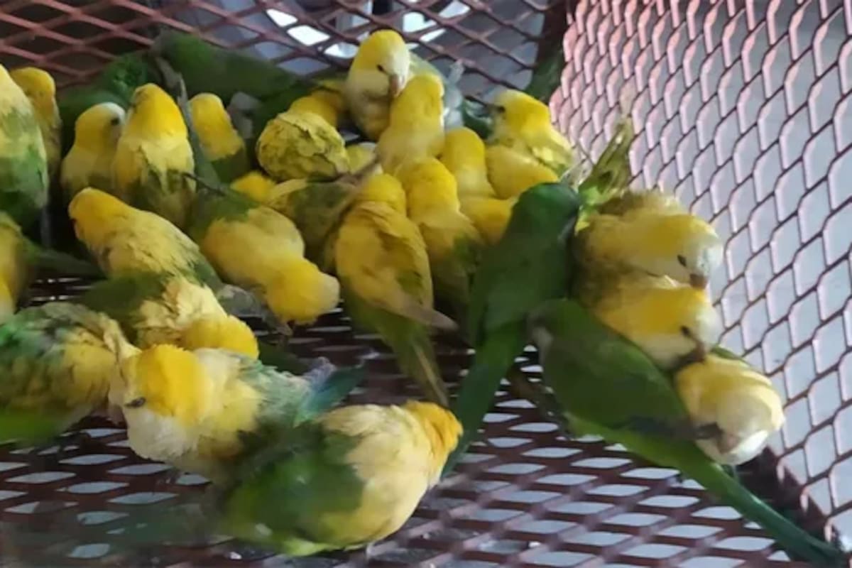 Los loros silvestres pueden ser un vector de la psitacosis y transmitírsela a las personas que conviven con ellos en espacios cerrados