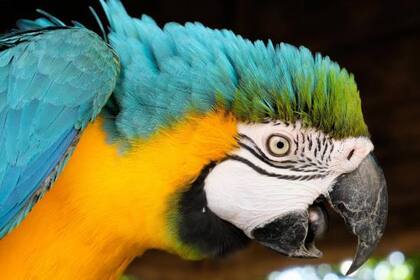 Los loros suelen imitar los sonidos humanos pero "no hablan", dijo un especialista