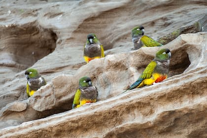 Los loros también imitan el sonido de otras aves de su entorno