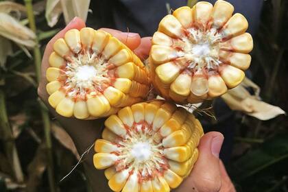 Los lotes de producción se manejan hoy con densidades de 90.000-100.000 semillas/ha
