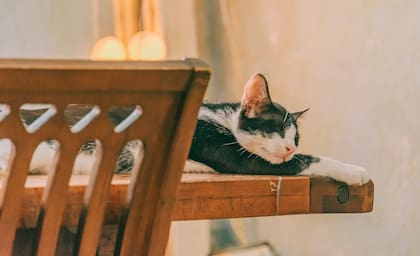 Los lugares altos permiten que los gatos se sientan seguros y en control