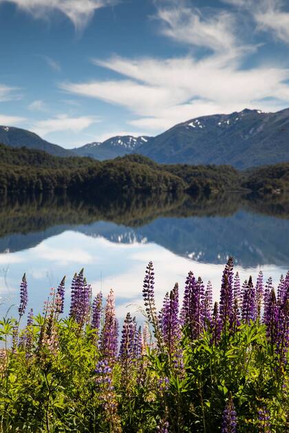 Los lupines son un sello de la primavera patagónica.
