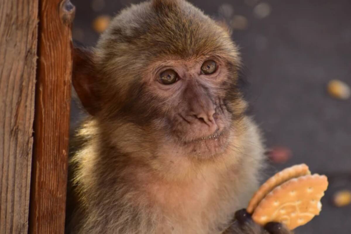 Los macacos de Gibraltar ingieren comida para turistas rica en azúcar, sal y lácteos