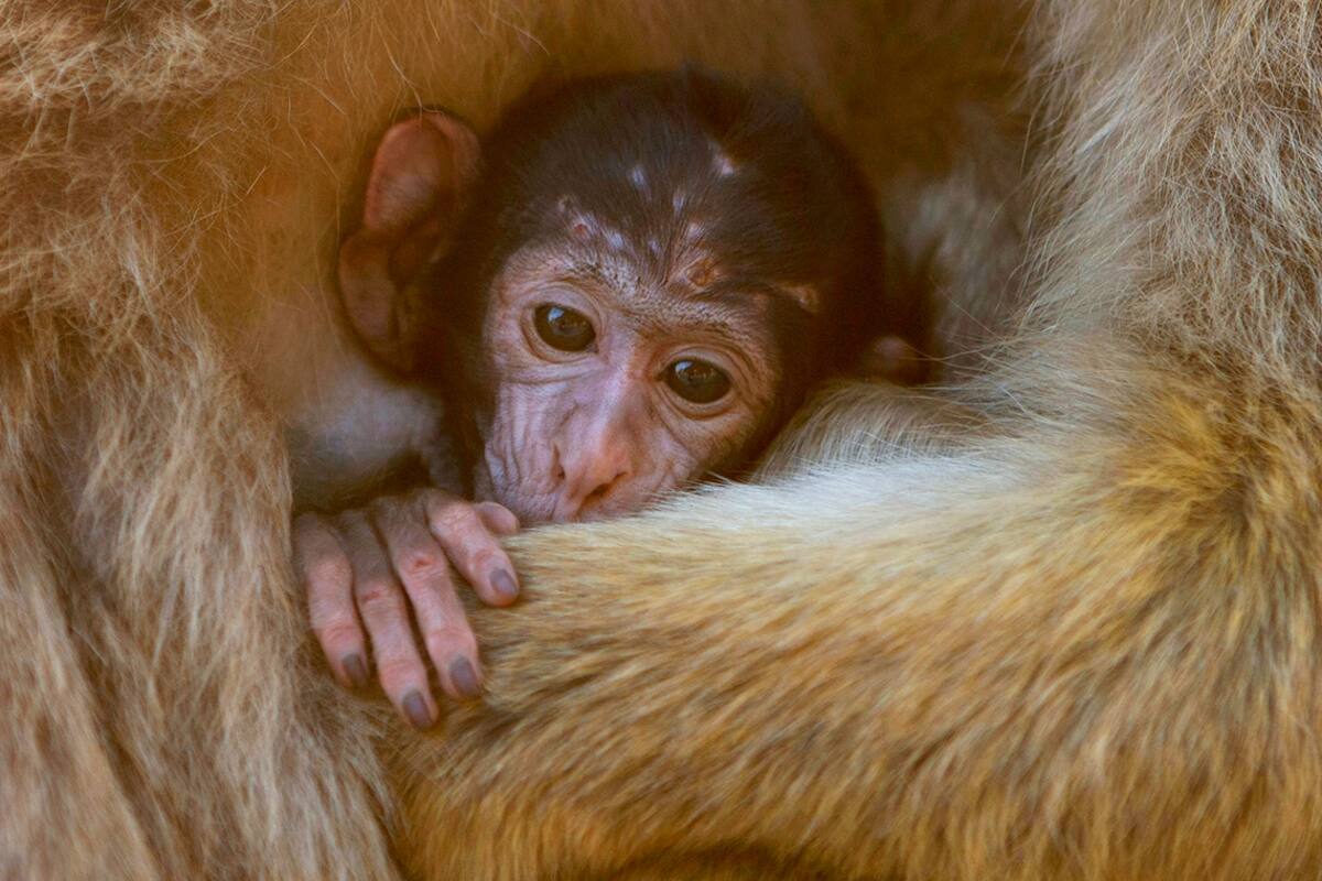 Los macacos machos y hembras cuidan a los más jóvenes