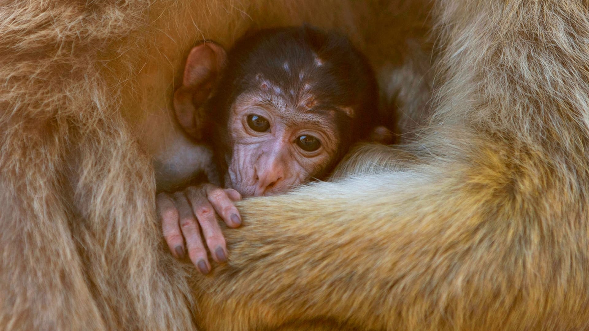 Los macacos machos y hembras cuidan a los más jóvenes