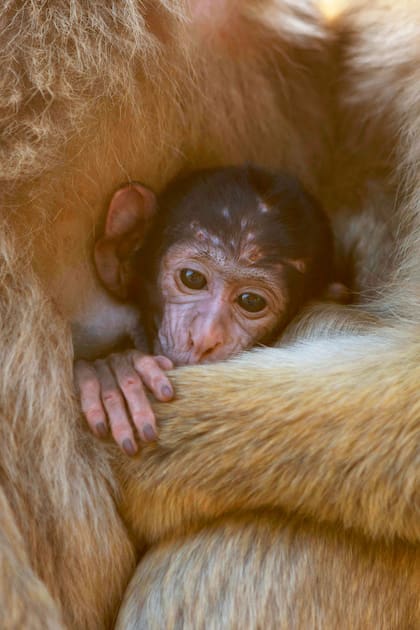 Los macacos machos y hembras cuidan a los más jóvenes