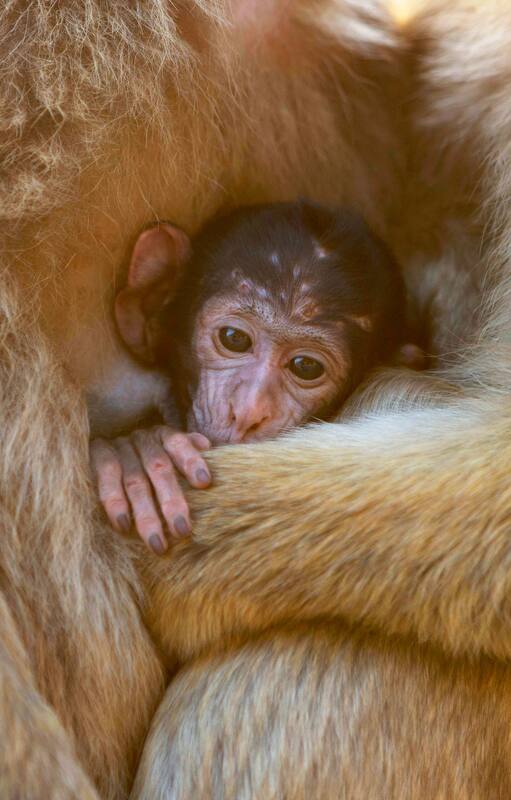 Los macacos machos y hembras cuidan a los más jóvenes