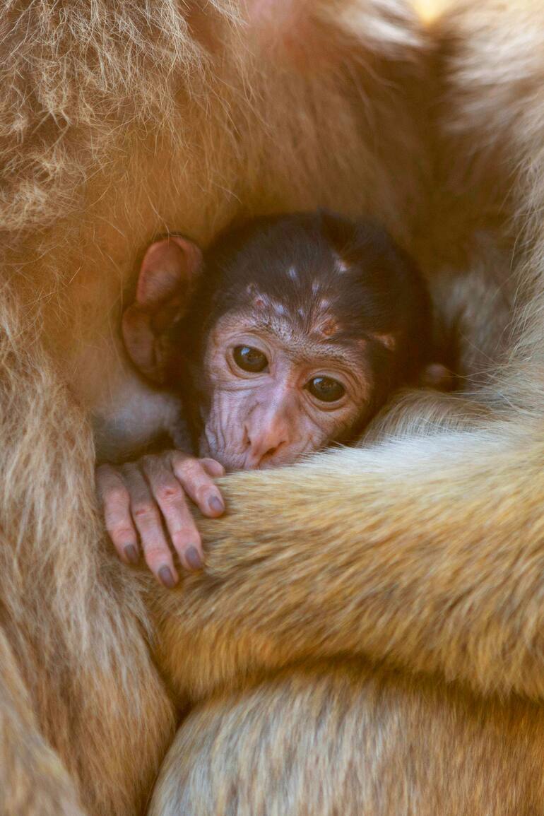 Los macacos machos y hembras cuidan a los más jóvenes