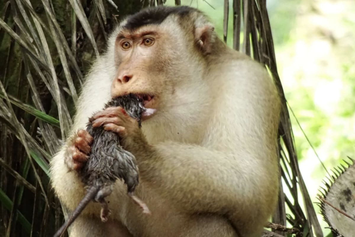Los macacos siendo capturados cuando comen ratas. El descubrimiento que sorprende a la ciencia.