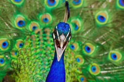 Los machos adultos tienen un elaborado adorno de cola de más de 150 plumas con un patrón iridiscente en forma de ojo