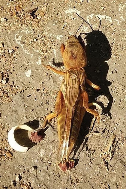Los machos de grillos topos utilizan sus alas cortas para llamar a las hembras.