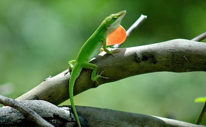 Los machos del gecko común poseen una papada de tono rosado