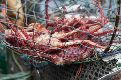 Los machos se consumen, pero las hembras se devuelven al canal para preservar la especie.