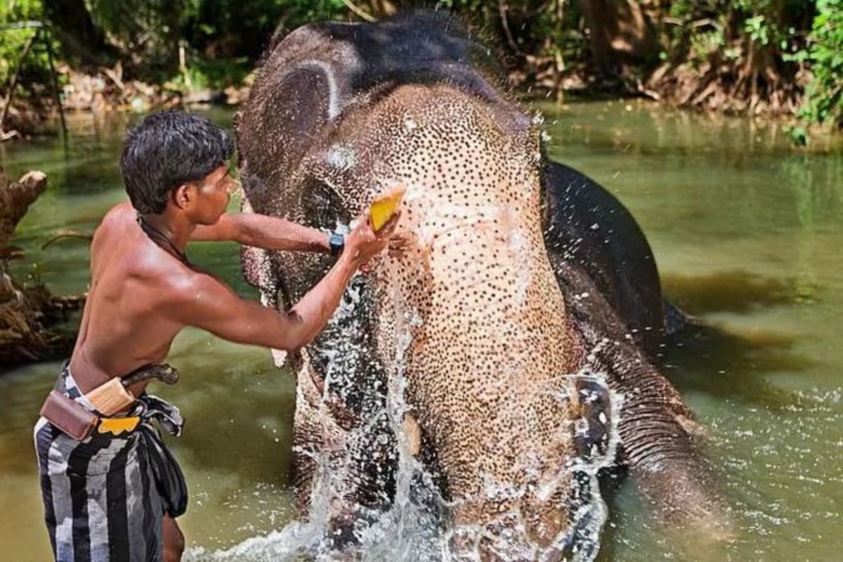 Los "mahouts" o cuidadores frotan a los elefantes con cáscaras de coco