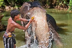Los "mahouts" o cuidadores frotan a los elefantes con cáscaras de coco
