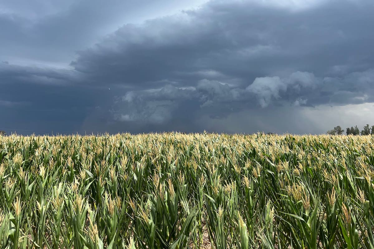 Los maíces más tardíos podrían lograr algún beneficio en la transición del tiempo seco a condiciones de mayor humedad