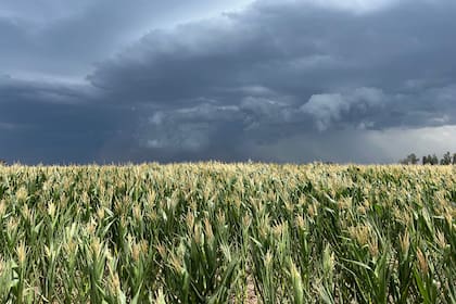 Los maíces más tardíos podrían lograr algún beneficio en la transición del tiempo seco a condiciones de mayor humedad