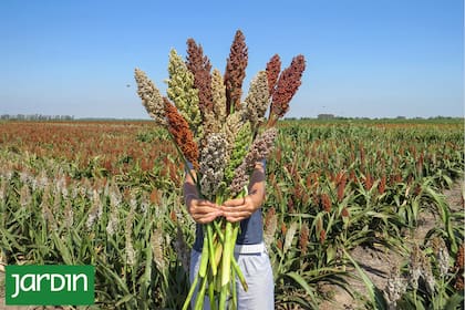 Los maíces ornamentales son otra incorporación de Yvoty, que se suma a los girasoles y sorgos. Se utilizan también para artesanías y arreglos secos.