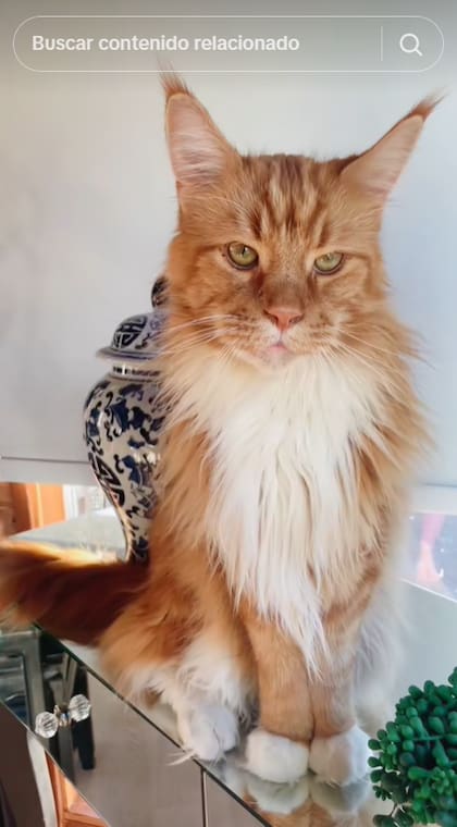 Los Maine Coon son gatos que destacan por su imponente tamaño y su robustez (Captura: TikTok @theaquarianmermaid)