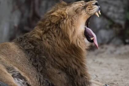 Los mamíferos comparten el comportamiento con los humanos