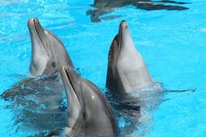 Los mamíferos marinos no presentan ningún tipo de glándula salina (Foto ilustrativa: PIXABAY)