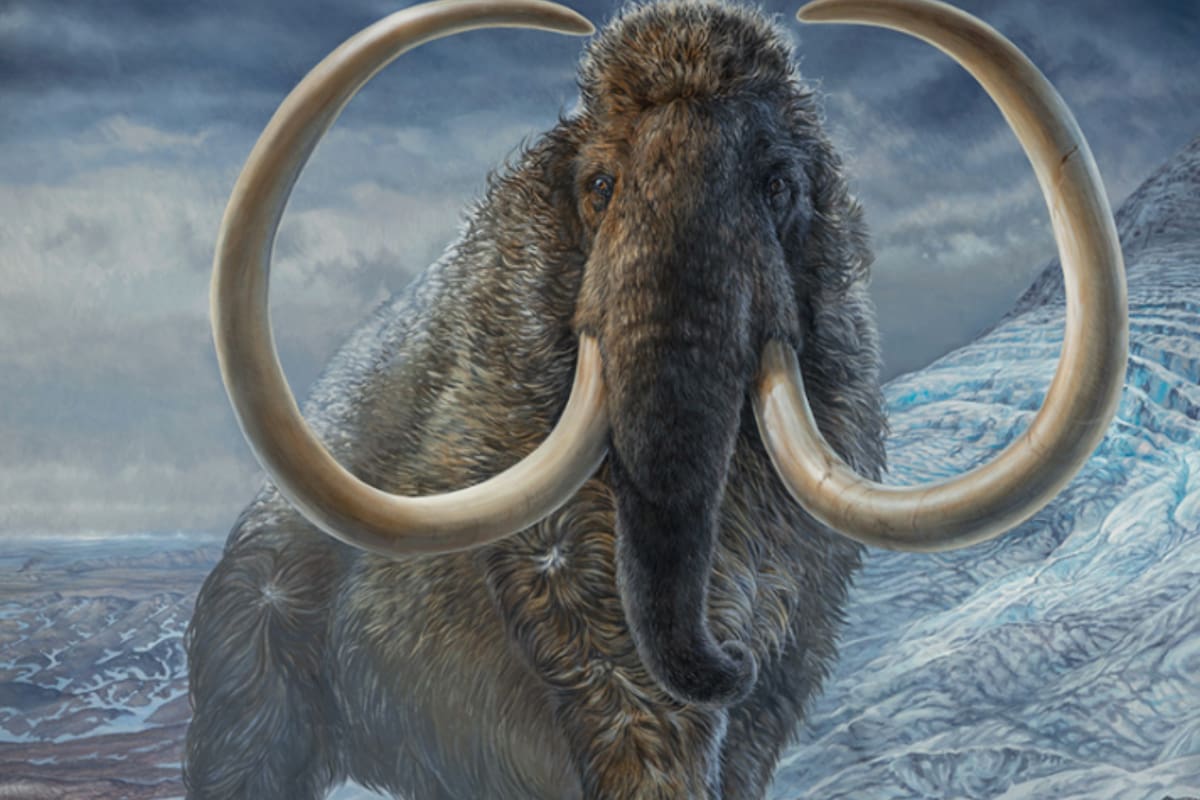 Los mamuts son uno de los mamíferos prehistóricos más conocidos por la gente (Foto: UAF)