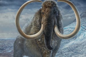 Los mamuts son uno de los mamíferos prehistóricos más conocidos por la gente (Foto: UAF)