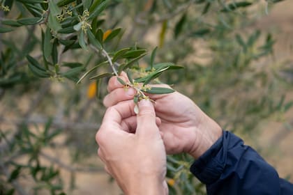 Los Manera apuestan a la producción de olivos