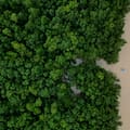 Cómo los manglares en el mundo se están recuperando luego de décadas de destrucción por parte de los humanos