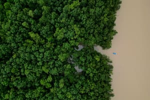 Cómo los manglares en el mundo se están recuperando luego de décadas de destrucción por parte de los humanos
