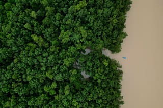 Cómo los manglares en el mundo se están recuperando luego de décadas de destrucción por parte de los humanos
