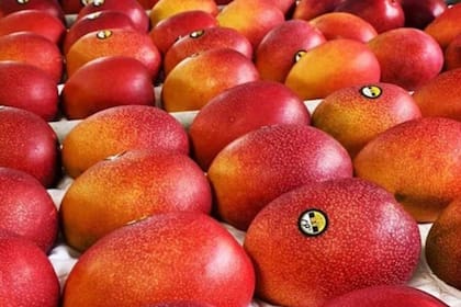 Los mangos Miyazaki, color rojo rubí, son mucho más dulces que los mangos convencionales y tardan más en crecer, por lo que su cotización es más alta que la de cualquier otra especie