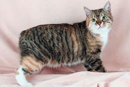 Los Manx son gatos milenarios que caracterizan por no tener cola