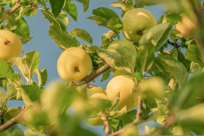Los manzanos y los perales son los arboles que más se benefician de la poda a tiempo