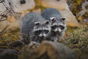 Los mapaches causaron un susto grande en Washington (Foto: Canva)