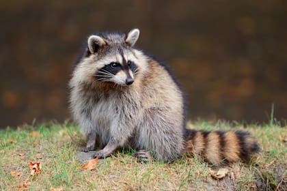 Los mapaches suelen frecuentar los cubos de basura presentes en los jardines de las propiedades