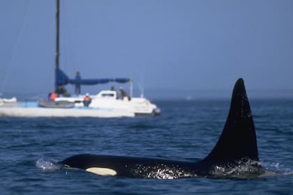 Los marineros intercambian consejos en las redes sociales para evitar las orcas