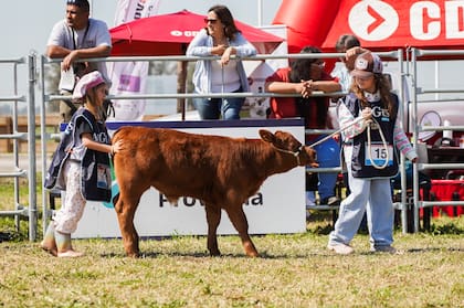 Los más chicos tendrán su espacio con Mini Angus, que ya se convirtió en un clásico de las exposiciones