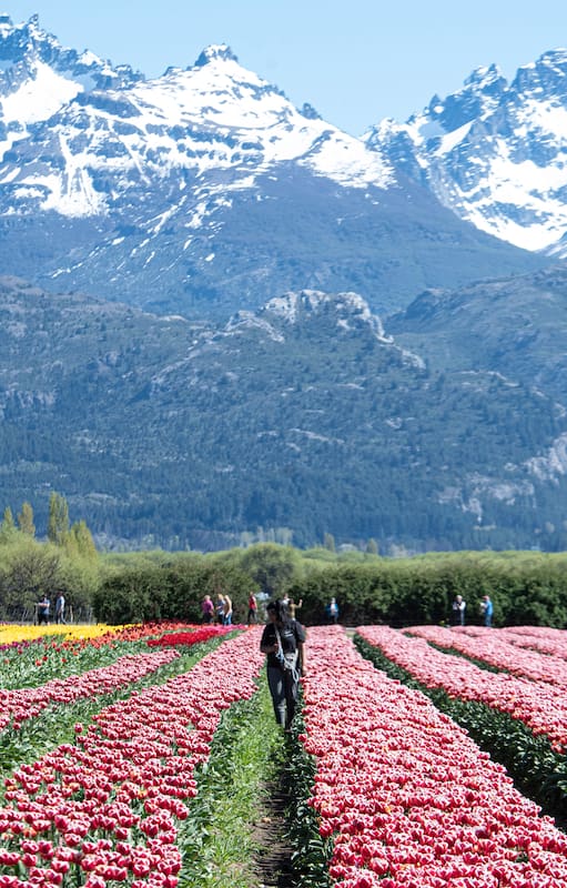 Los más de 2,3 millones de bulbos de tulipanes que florecen crean una postal icónica con el cerro Gorsedd Y Cwmwl como telón de fondo