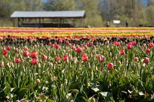 Los más de 2,3 millones de bulbos de tulipanes que florecen crean una postal única
