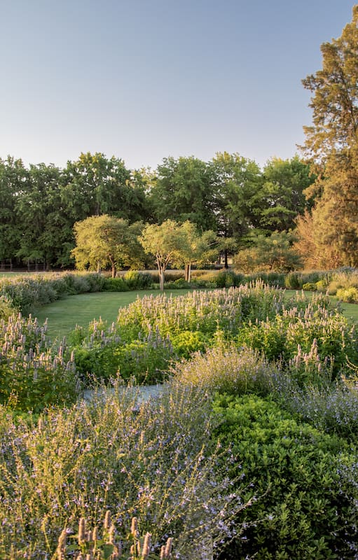 Los maxicanteros, como los llaman Valentina y Sofía, tienen una matriz que se repite, definida por azareros enanos que les dan estructura, la Salvia ‘African Sky’, el Agastache foeniculum y el Andropogon gerardii,que será la estrella más avanzado el otoño.