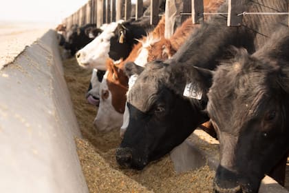 Los mayores costos complican la actividad de engorde a corrarl