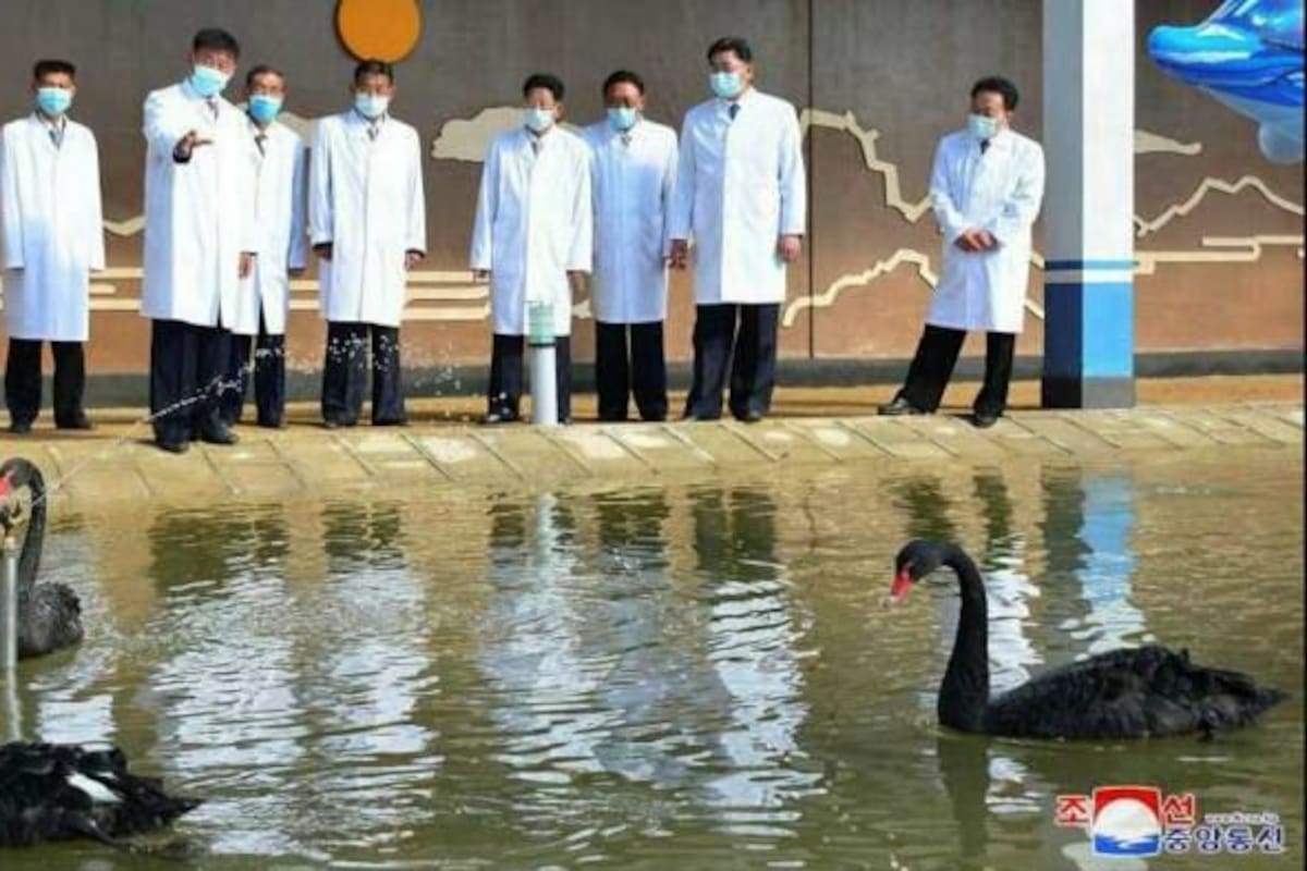 Los medios oficiales destacaron la inauguración de una granja de cría de cisnes negros, una apuesta del país para alimentar a su población.