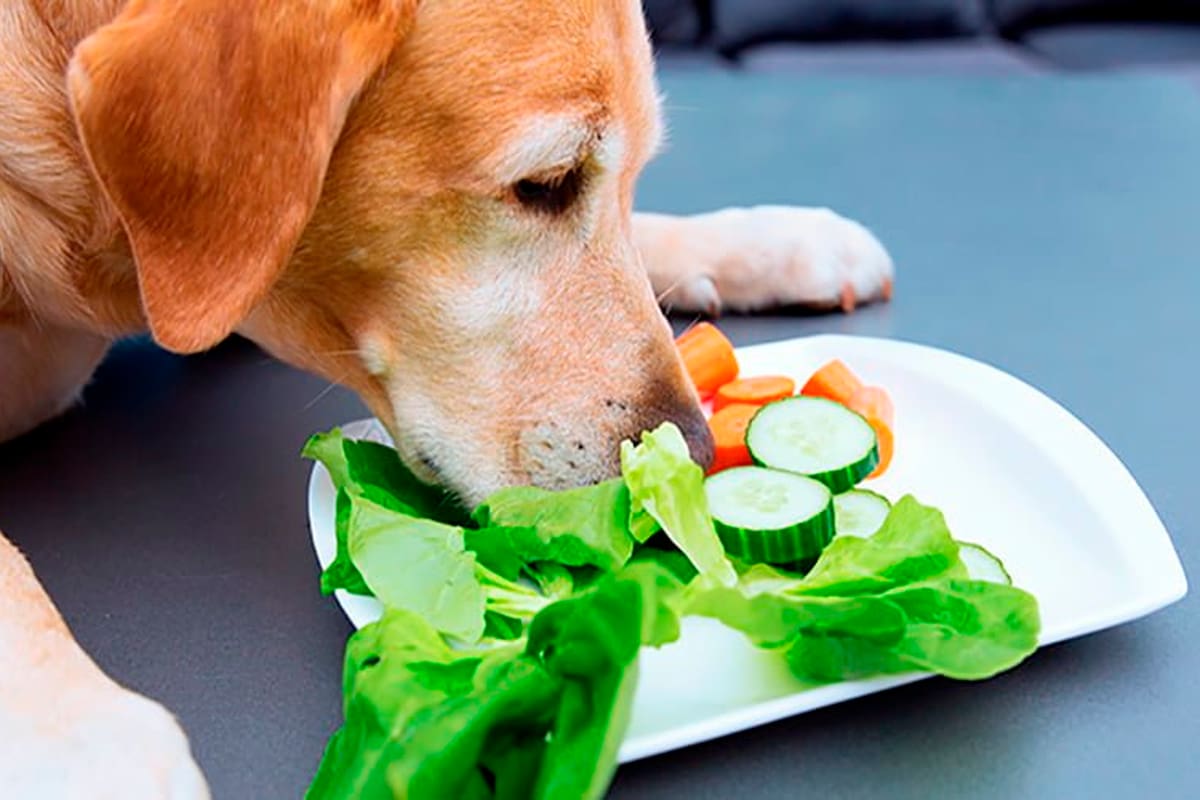 Los mejores alimentos naturales para perros