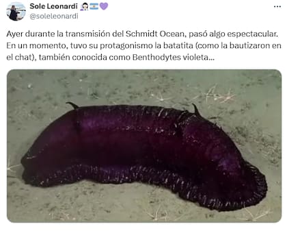 Los mejores comentarios del streaming del Conicet en las redes (Foto: X @soleleonardi)