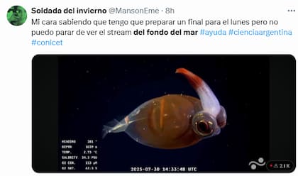 Los mejores comentarios del streaming del Conicet en las redes (Foto: X @MansonEme)