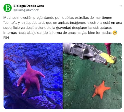 Los mejores comentarios del streaming del Conicet en las redes (Foto: X @ceciazul)